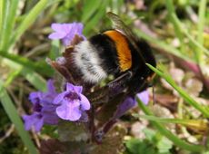 Wiese-Hummel-123.jpg